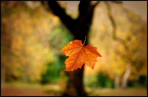 nature - lawqssc9FE - old