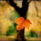 nature - lawqssc9FE - old