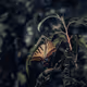 Nature_of_World