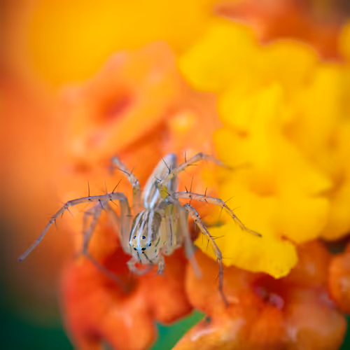 Nature Photography by Cadu Silva