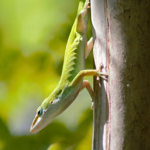 Nature Photography V4