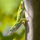 Nature Photography V4