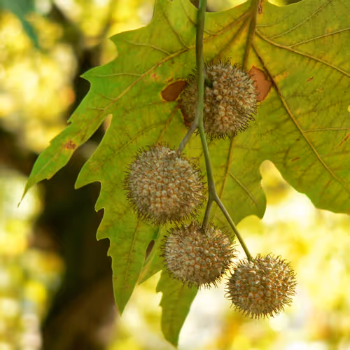 Nature photos by apipcy