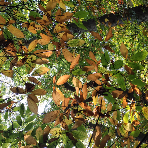 Tom Afford - Nature photos
