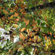Tom Afford - Nature photos