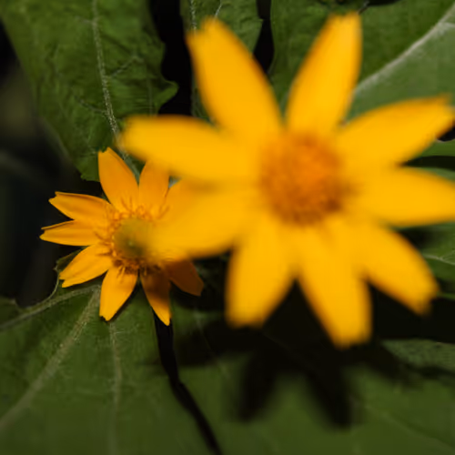 Nature's Beauty NFTS