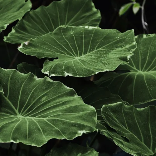 Nature vs Technology