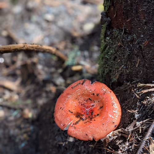 Nature and the world