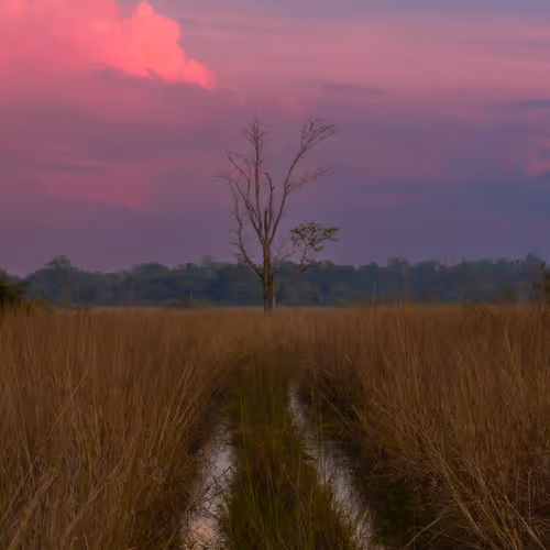 Nature in Canvas - old