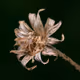 Nature Obscure - Shannon Wegner