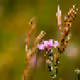 NaturePixelated