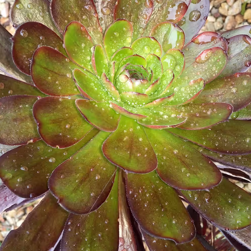 Nature's Plant Life