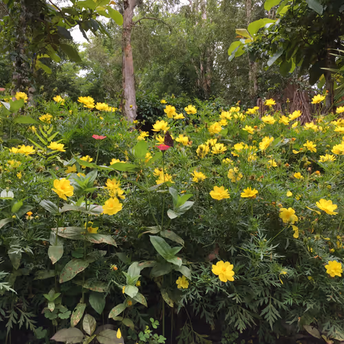 NATURE SO CURE