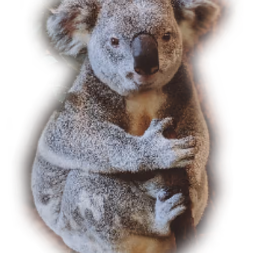 The Crypto'd Koala's