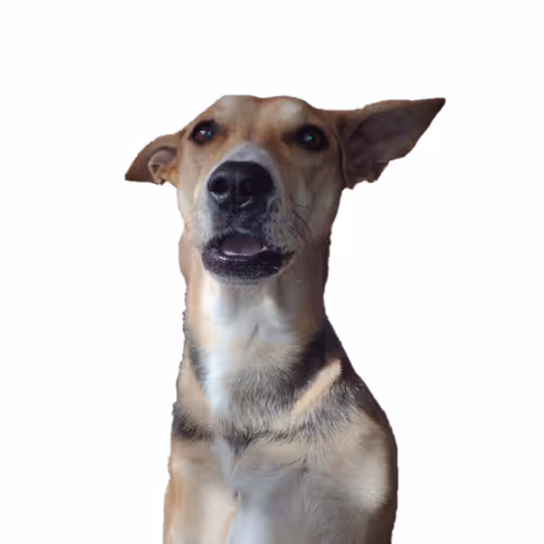 Navia The Three Leg Dog