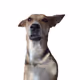 Navia The Three Leg Dog