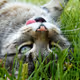 NekoNekoCats