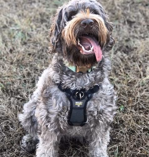The Life & Times of Nellie the Brown Dog