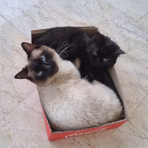 RealCats - Neo's and Lotti's World