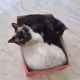 RealCats - Neo's and Lotti's World