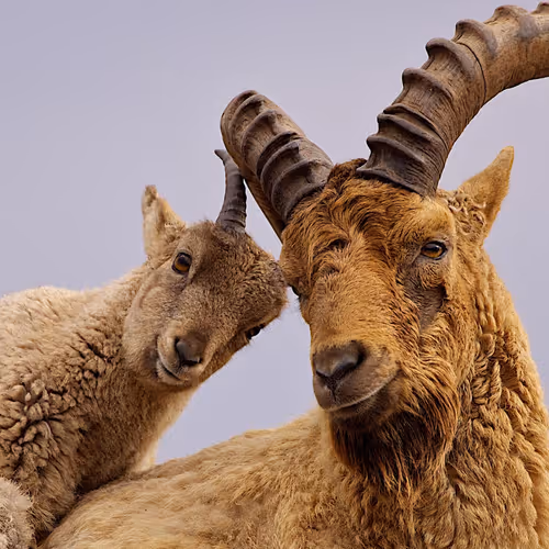 Neon Series NFT - old