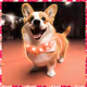 NeonCorgi-r