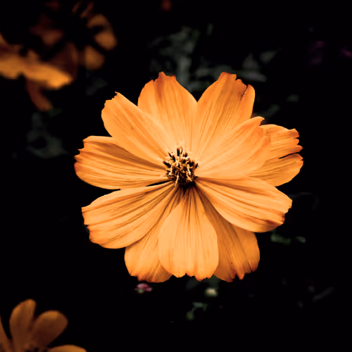 Golden Nature Photography Collection