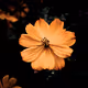 Golden Nature Photography Collection