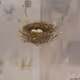 Nests