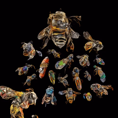 neural swarm by Sofia Crespo