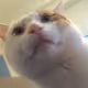 GanMa_Cat_Life