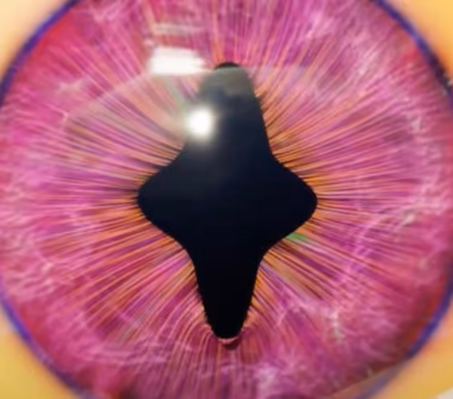 NEW EYE WONDER