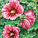 New_front_garden
