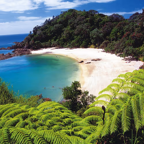 New Zealand NFT Collection