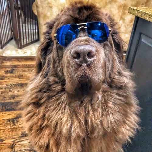 Newfie Adventures