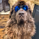 Newfie Adventures