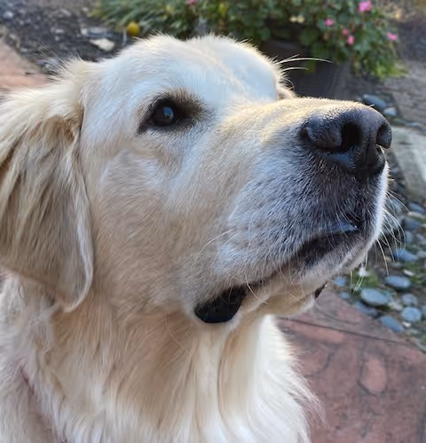 Newman's NFT Collection