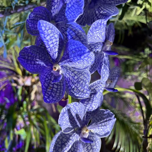 NFT Botanical Garden