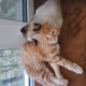 Cat Nft $