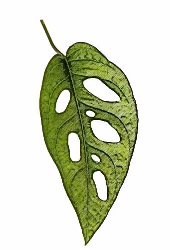 NFT HERBARIUM
