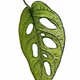NFT HERBARIUM