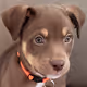 NFT Pupper