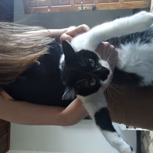 NFT test of my cat - old