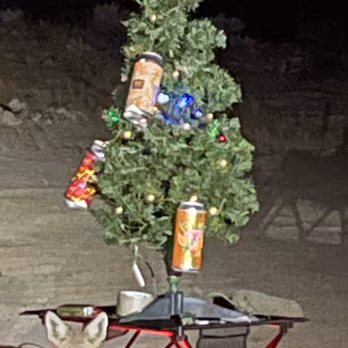 no fools tabloid - old