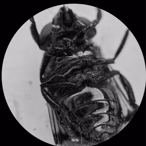 nft_incredible special edition