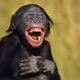 The NFT Joke Club
