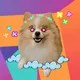 NFT My Dog