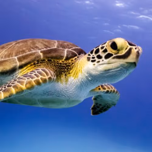 NFT Turtle Collection