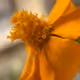 Nice Fleur Tokens (NFTs)2