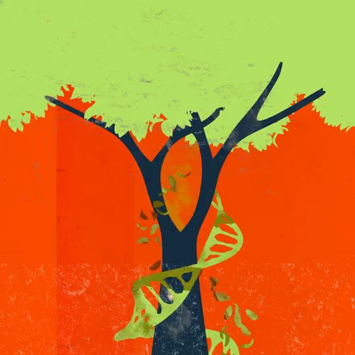 NiftyTrees